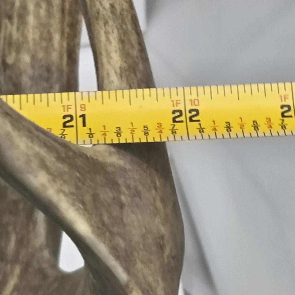Vintage South Dakota Mule Deer Antler Taxidermy Mount 10 Point 22